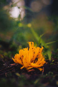 Imagem de Calocera viscosa (Pers.) Fr. 1821