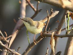 Image of Ashy Prinia