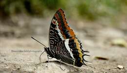 Image of Charaxes