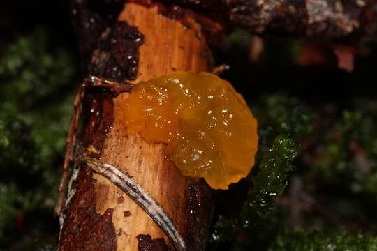 Image of Orange jelly spot