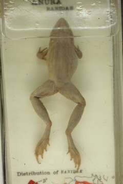 Image of Mascarene Grass Frog