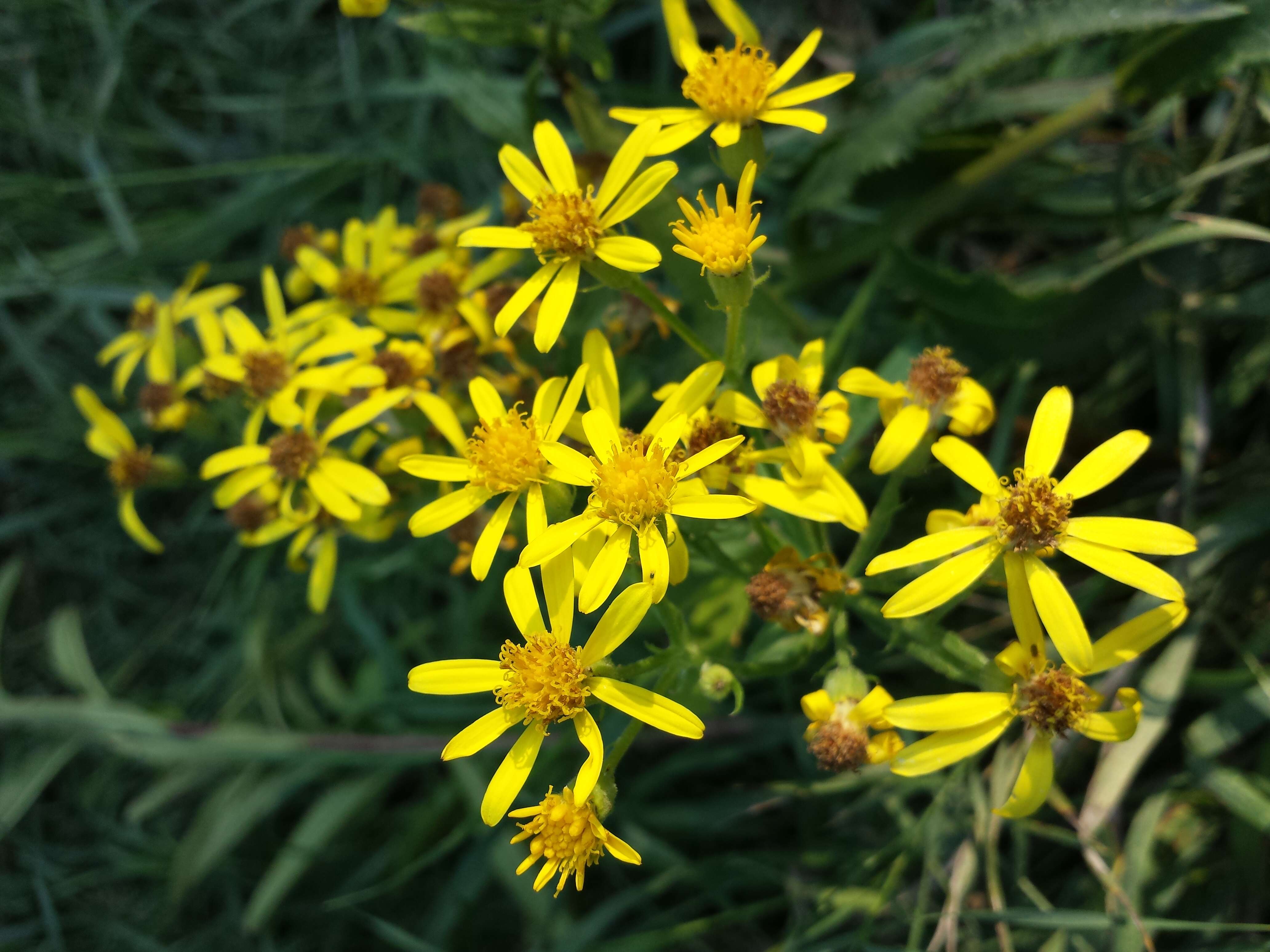 Image of Senecio sarracenicus L.