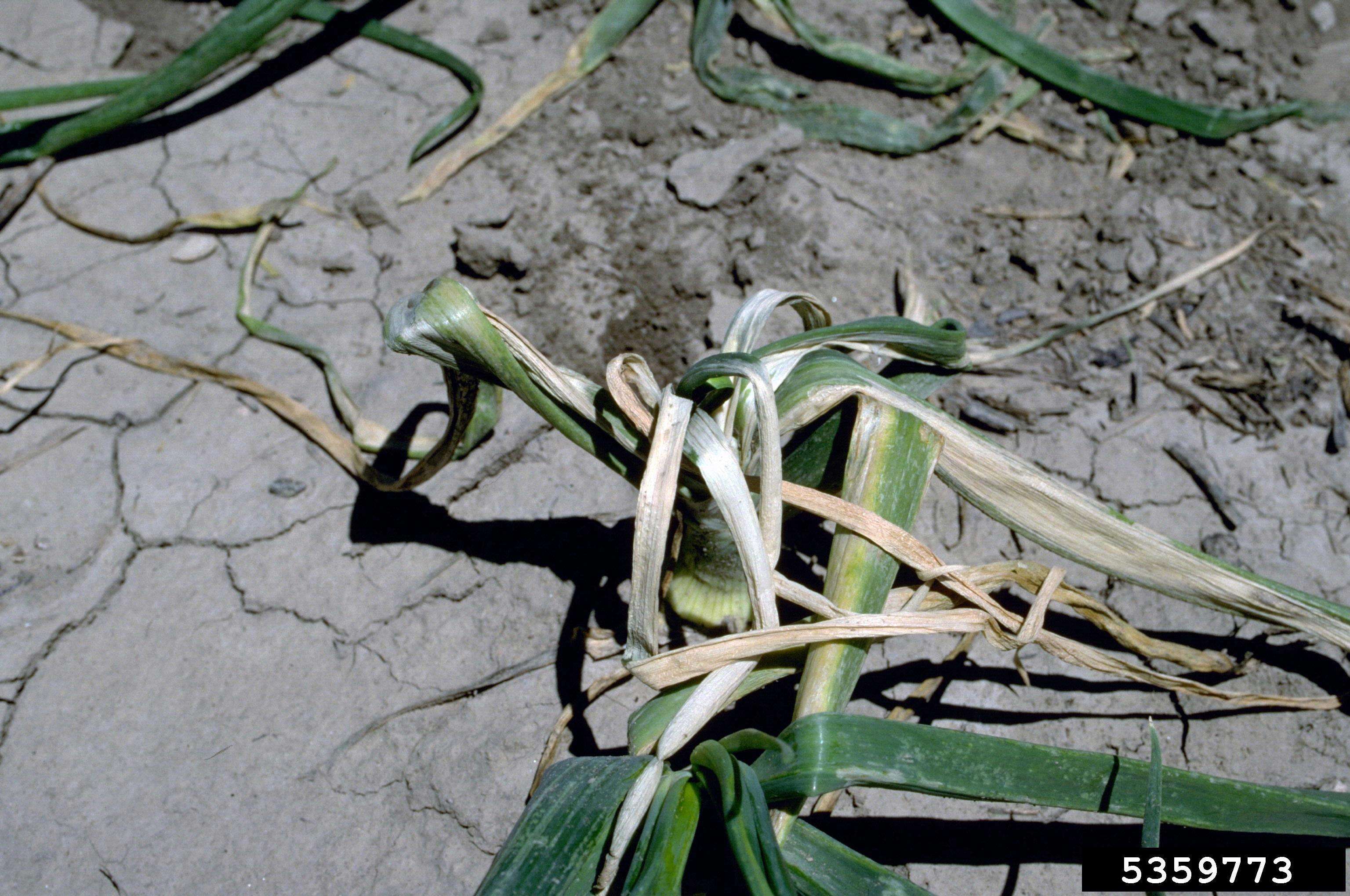 Image of garden onion