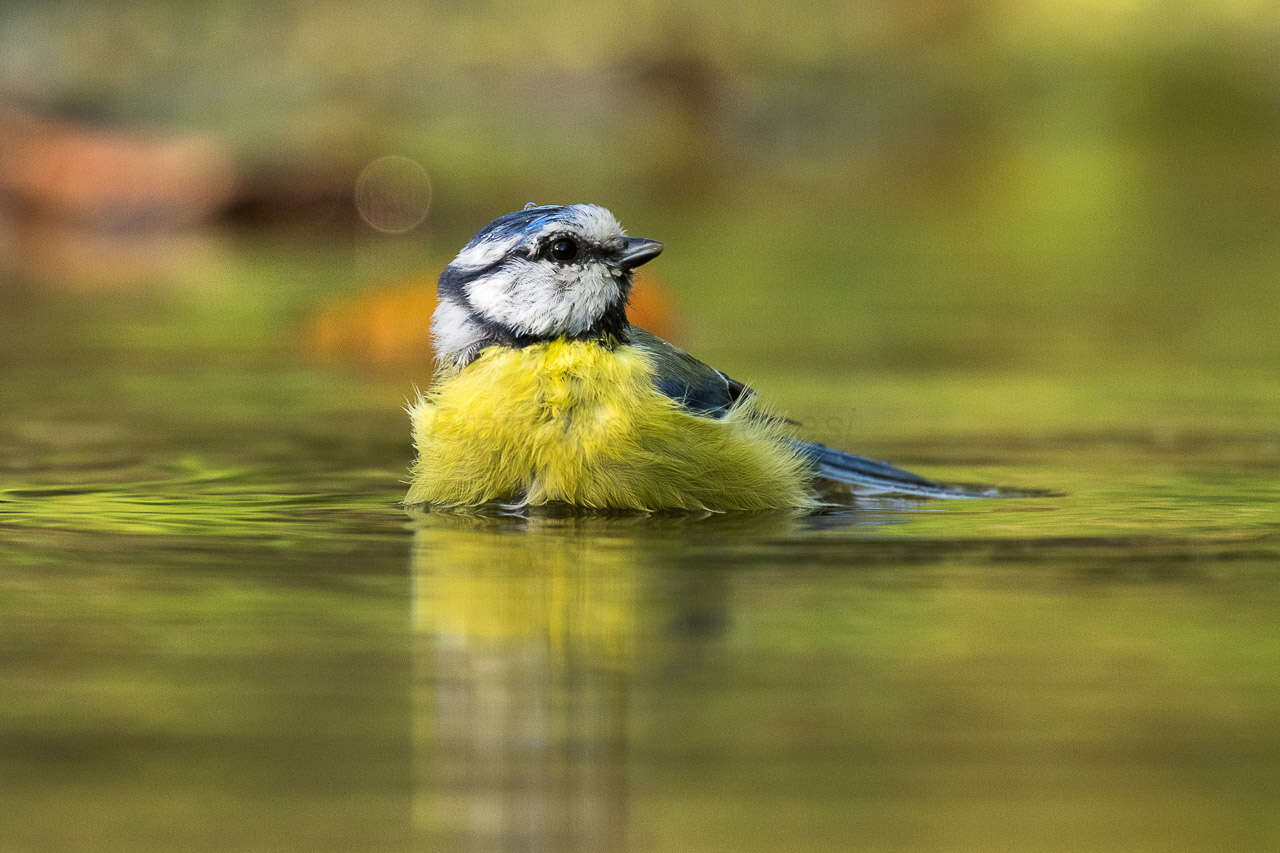 Imagem de Cyanistes Kaup 1829