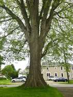 Image of elm