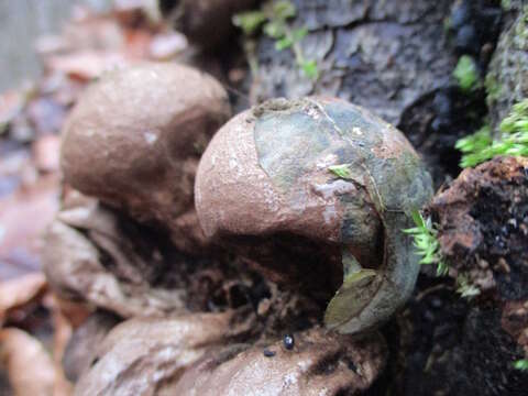 Image de Vesse de loup en poire