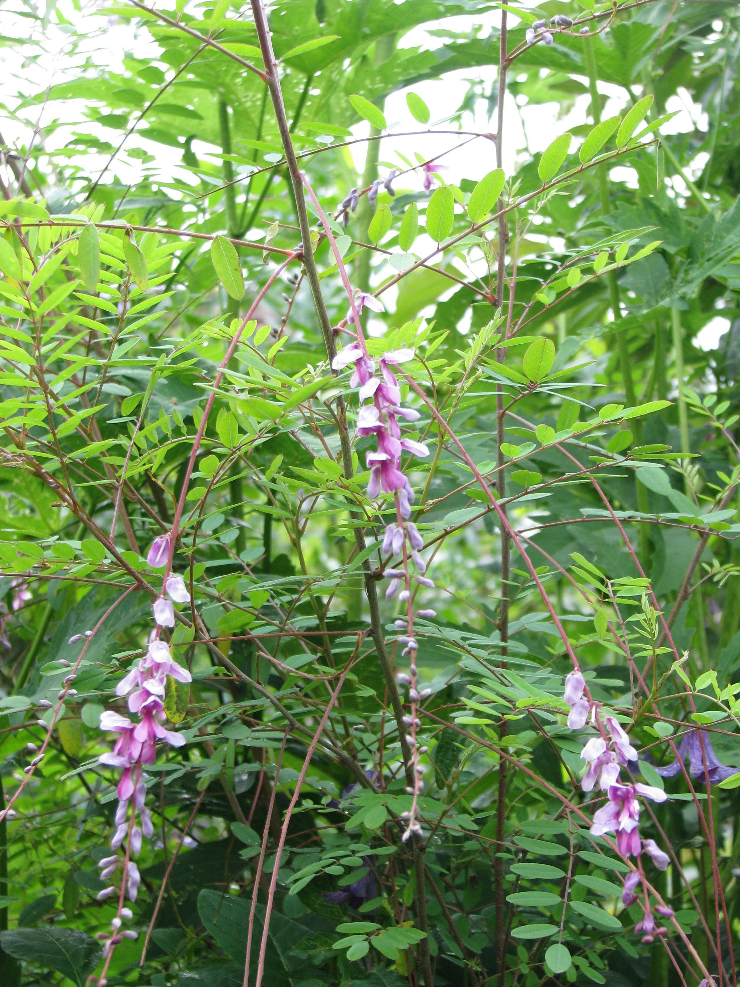 Sivun Indigofera pendula Franch. kuva