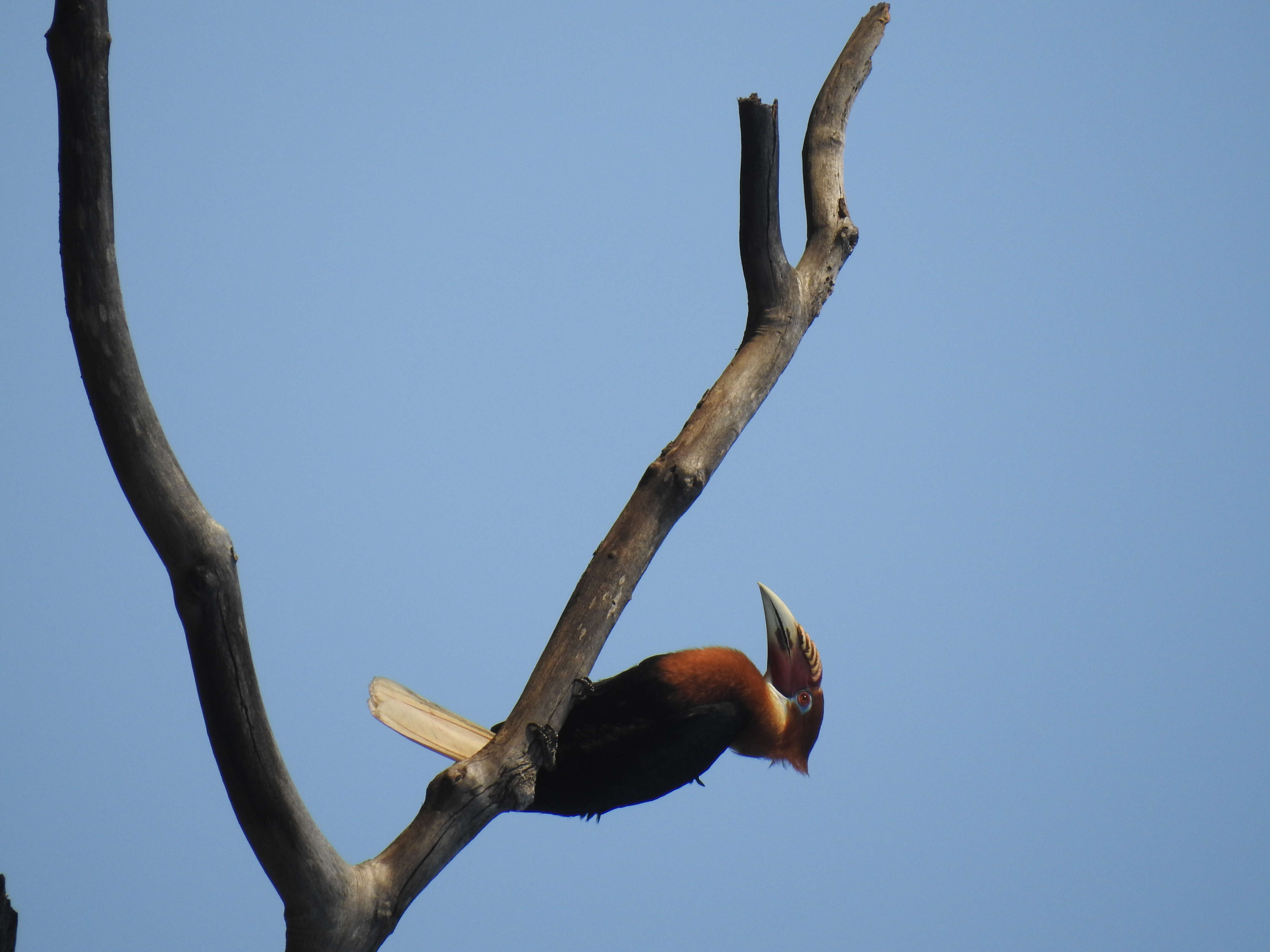 Image of Narcondam Hornbill