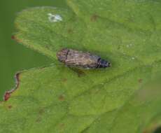 Image of <i>Euscelis incisus</i>