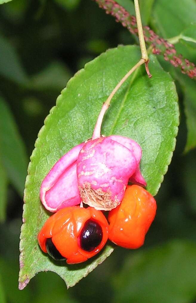 Image de Euonymus verrucosus Scop.