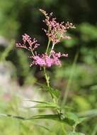 Image of Filipendula multijuga Maxim.