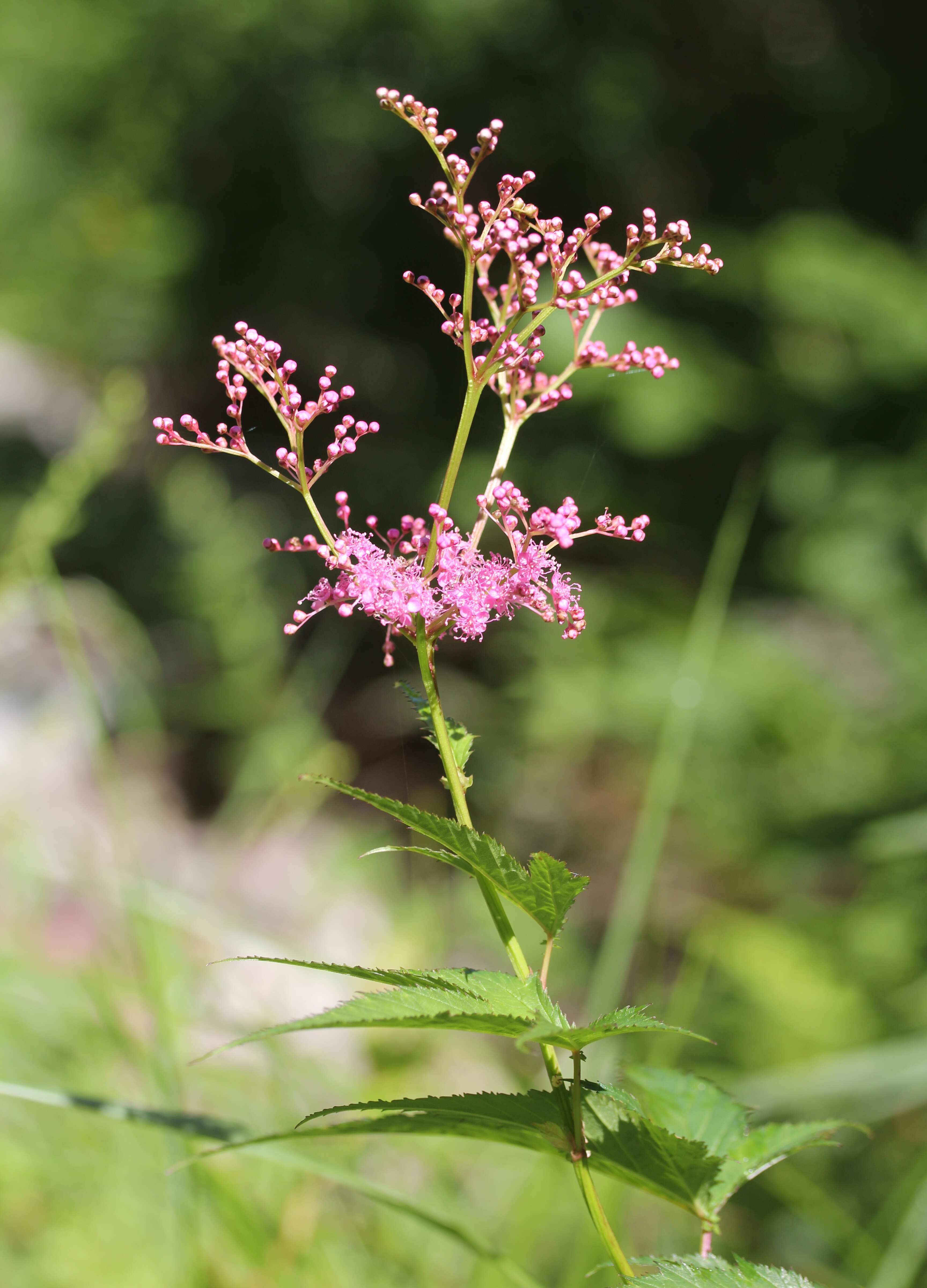 Image of Filipendula multijuga Maxim.