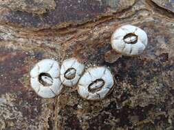 Image of chelonibiid barnacles