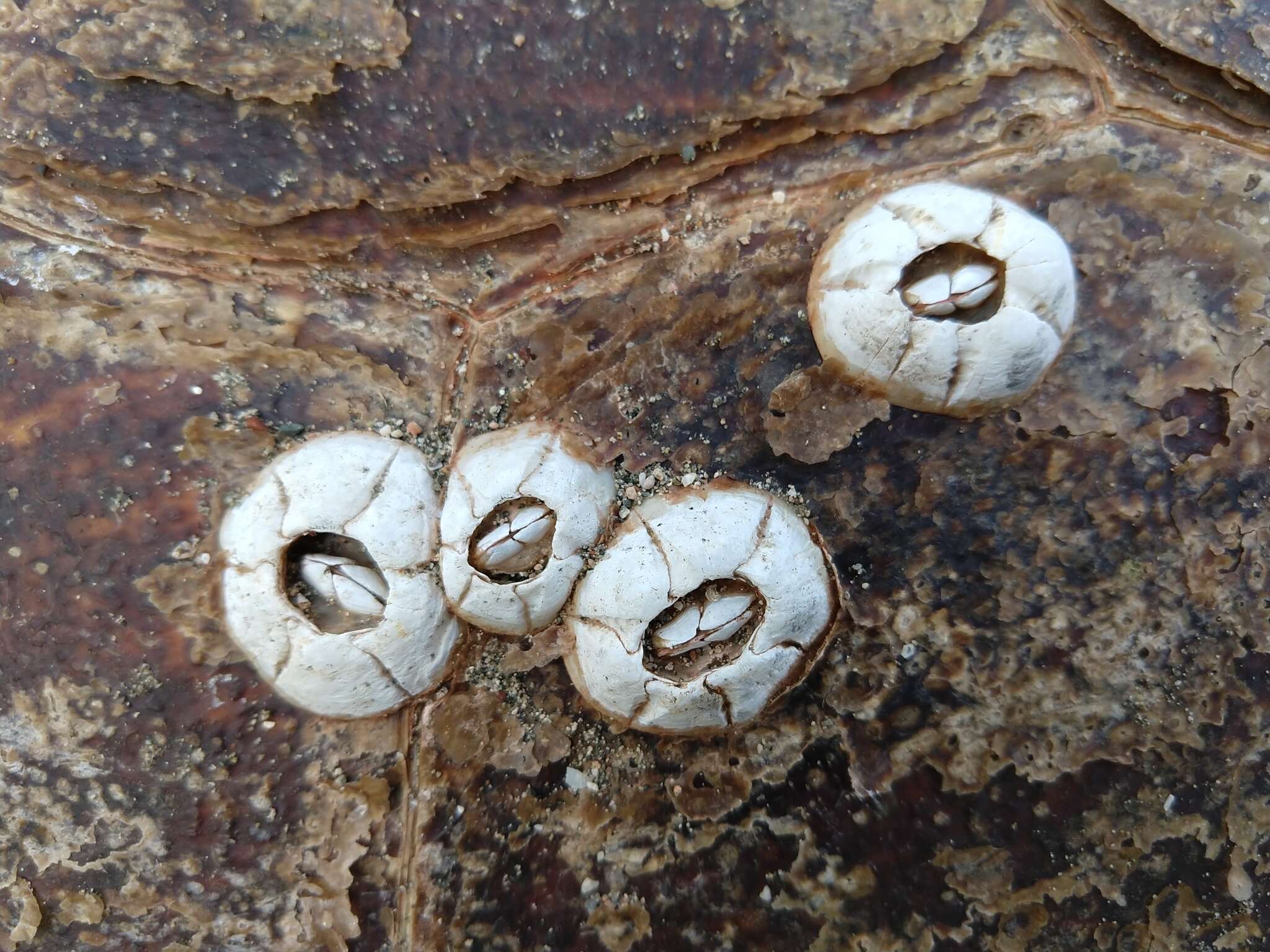 Image of chelonibiid barnacles