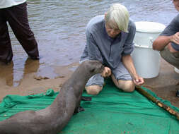 Image of giant otter