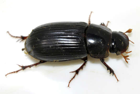 Image of Night-flying Dung Beetle