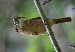 Image of Barred Puffbird