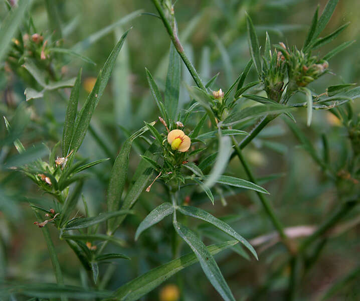 Image of shrubby pencilflower