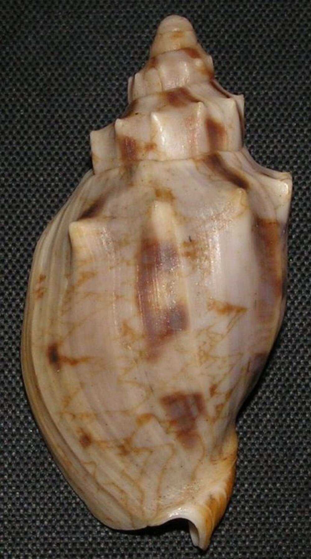 Image of Odontocymbiola americana (Reeve 1856)