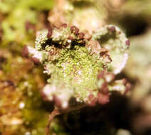 Image of cup lichen