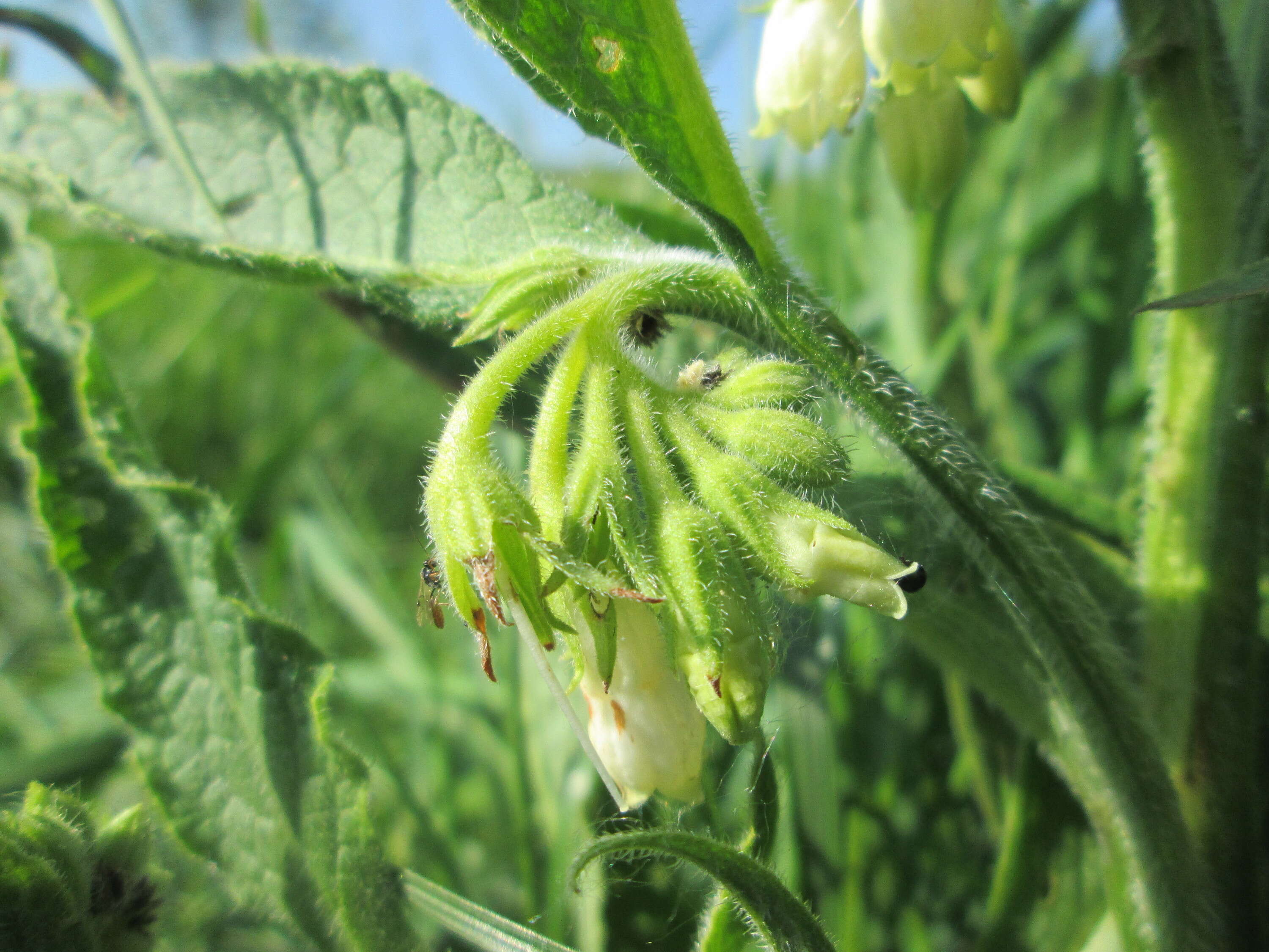 Image of boneset