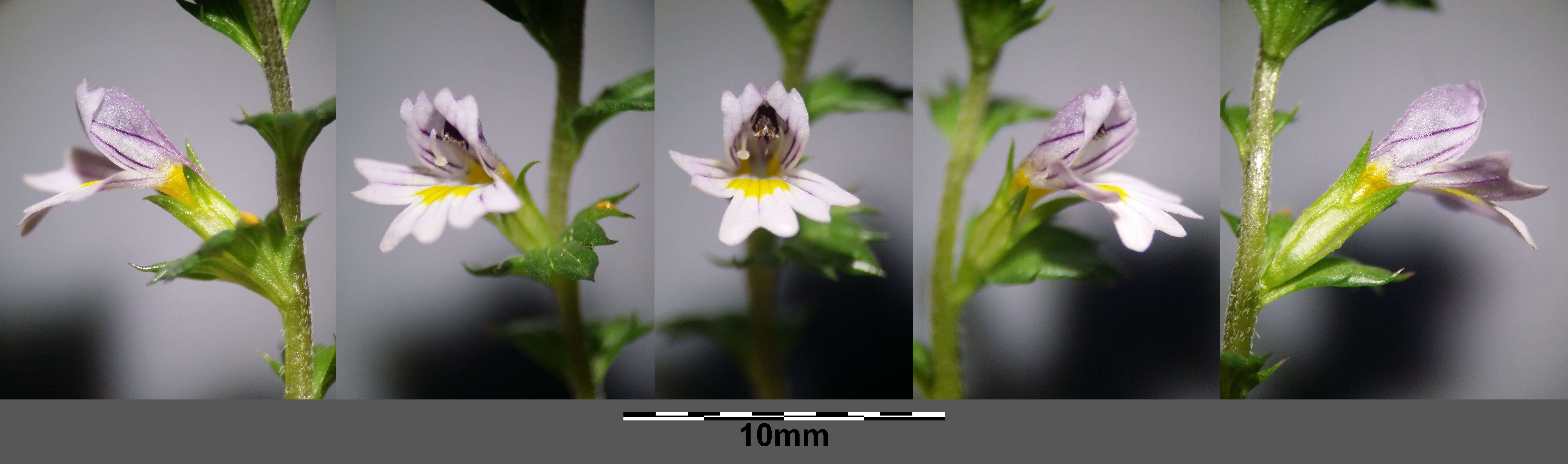 Слика од Euphrasia stricta D. Wolff ex J. F. Lehm.