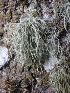 Image of farinose cartilage lichen