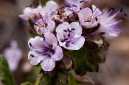 Image of scorpionweed