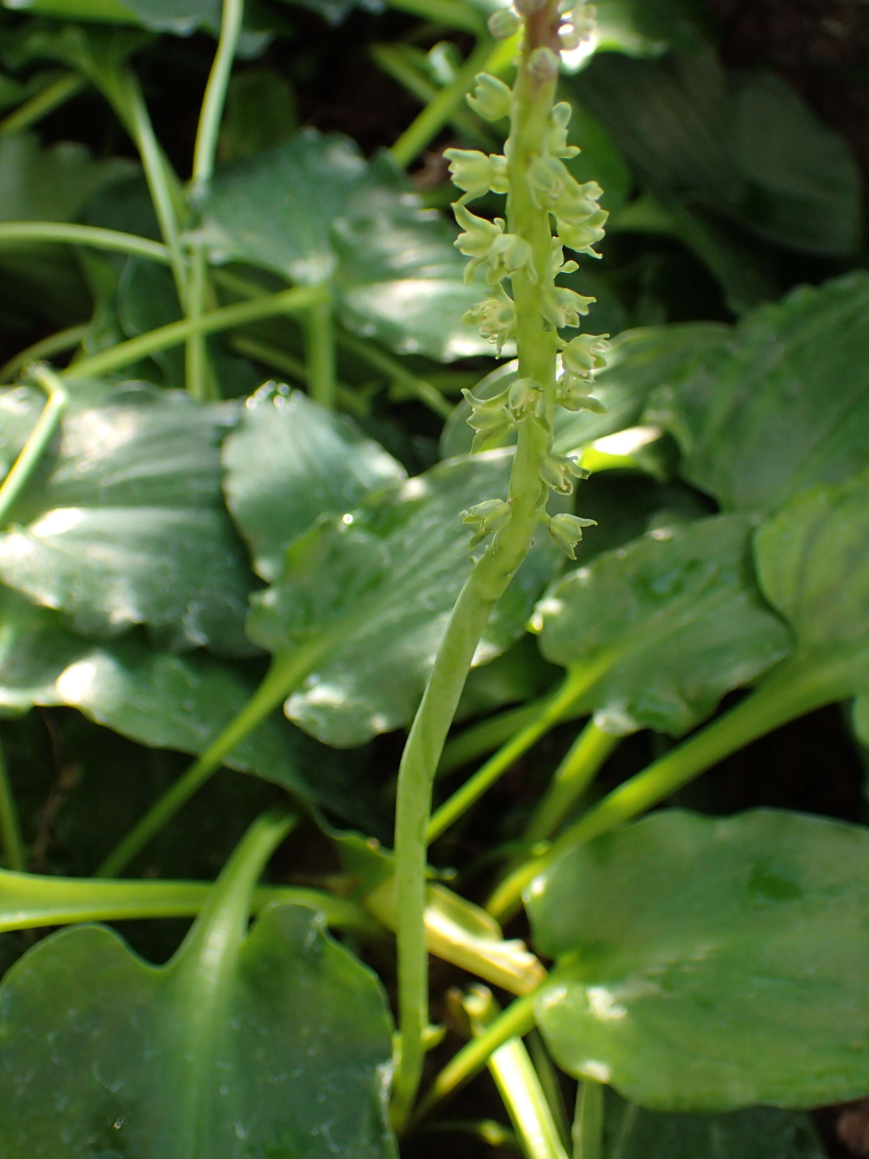 Image of Drimiopsis maculata Lindl. & Paxton