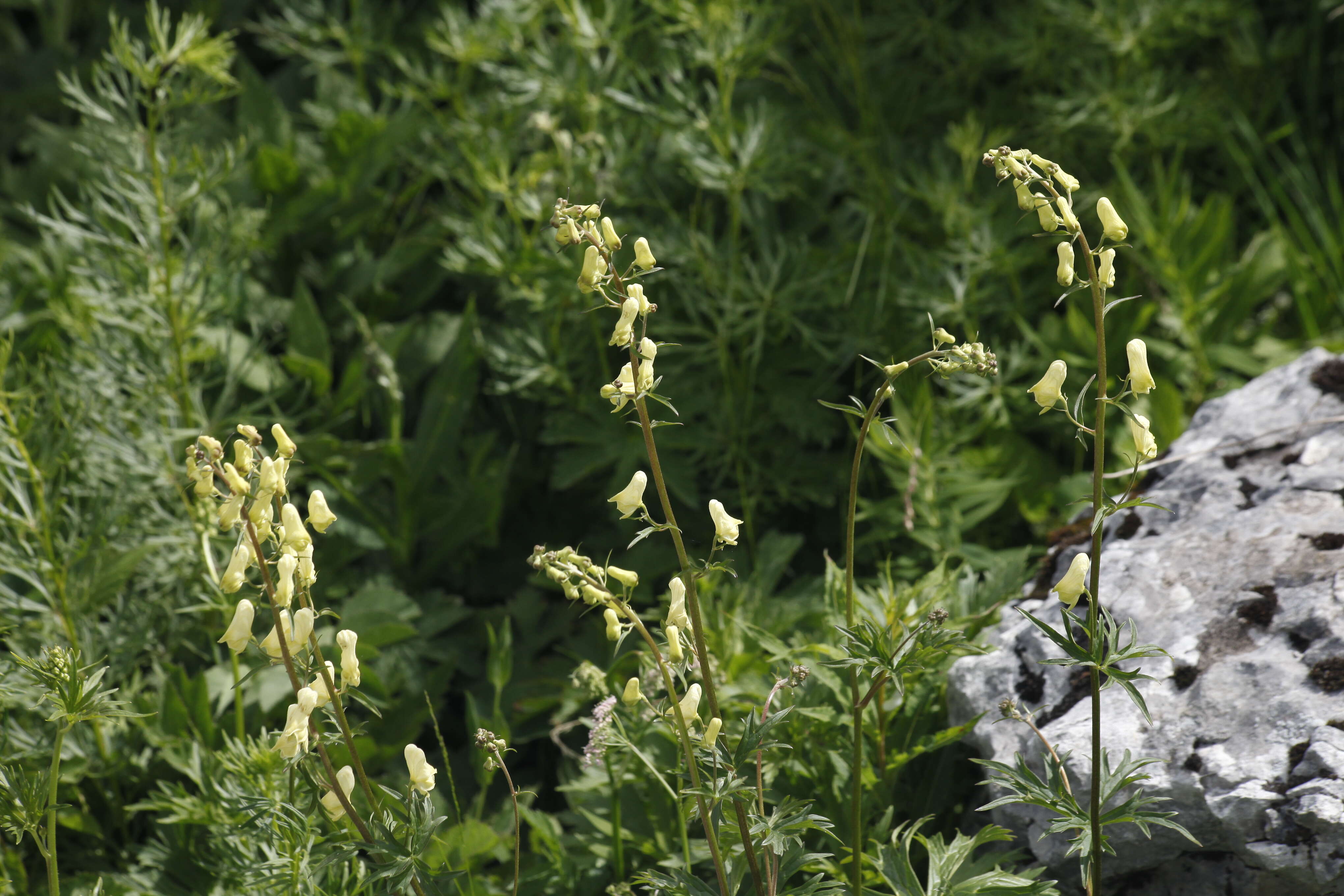 Image of monkshood