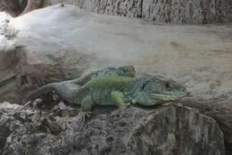 Image of Ocellated Lizard