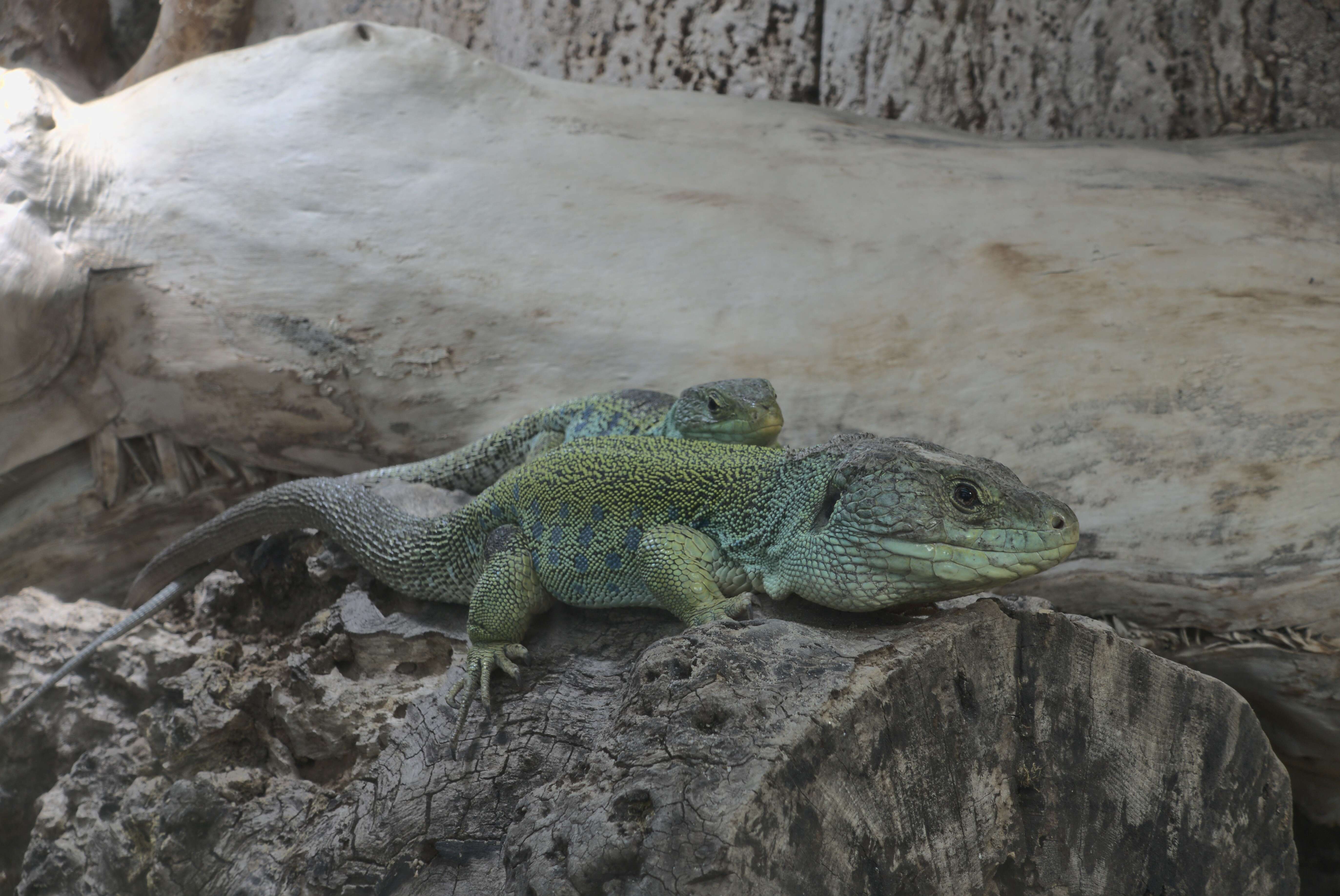 Image of Ocellated Lizard