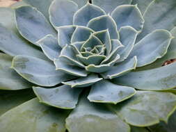 Image of hens and chicks