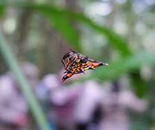 Image of Spiny orb-weaver