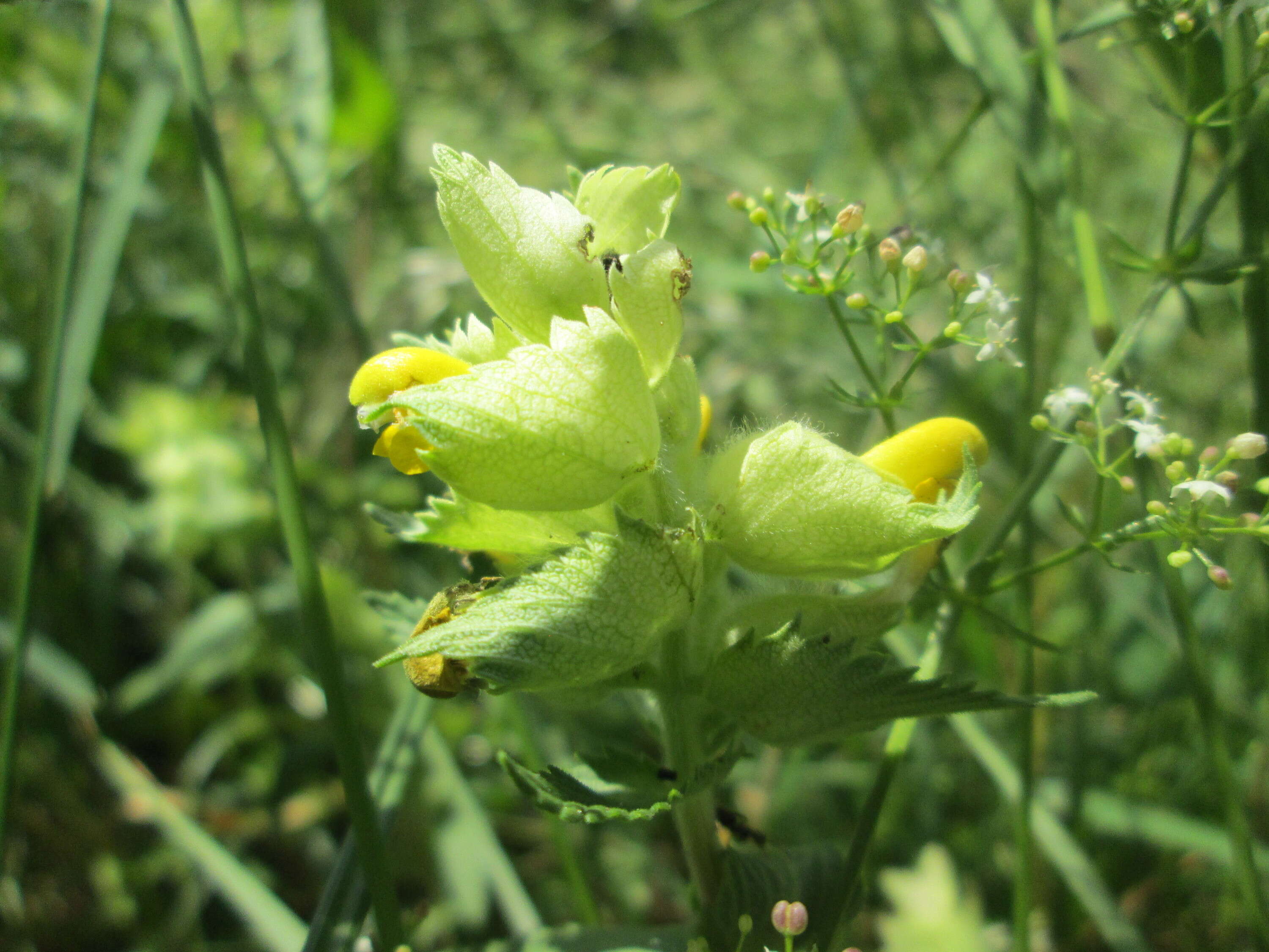 Image of European yellow rattle