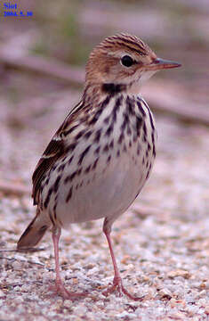 Image of Pechora Pipit