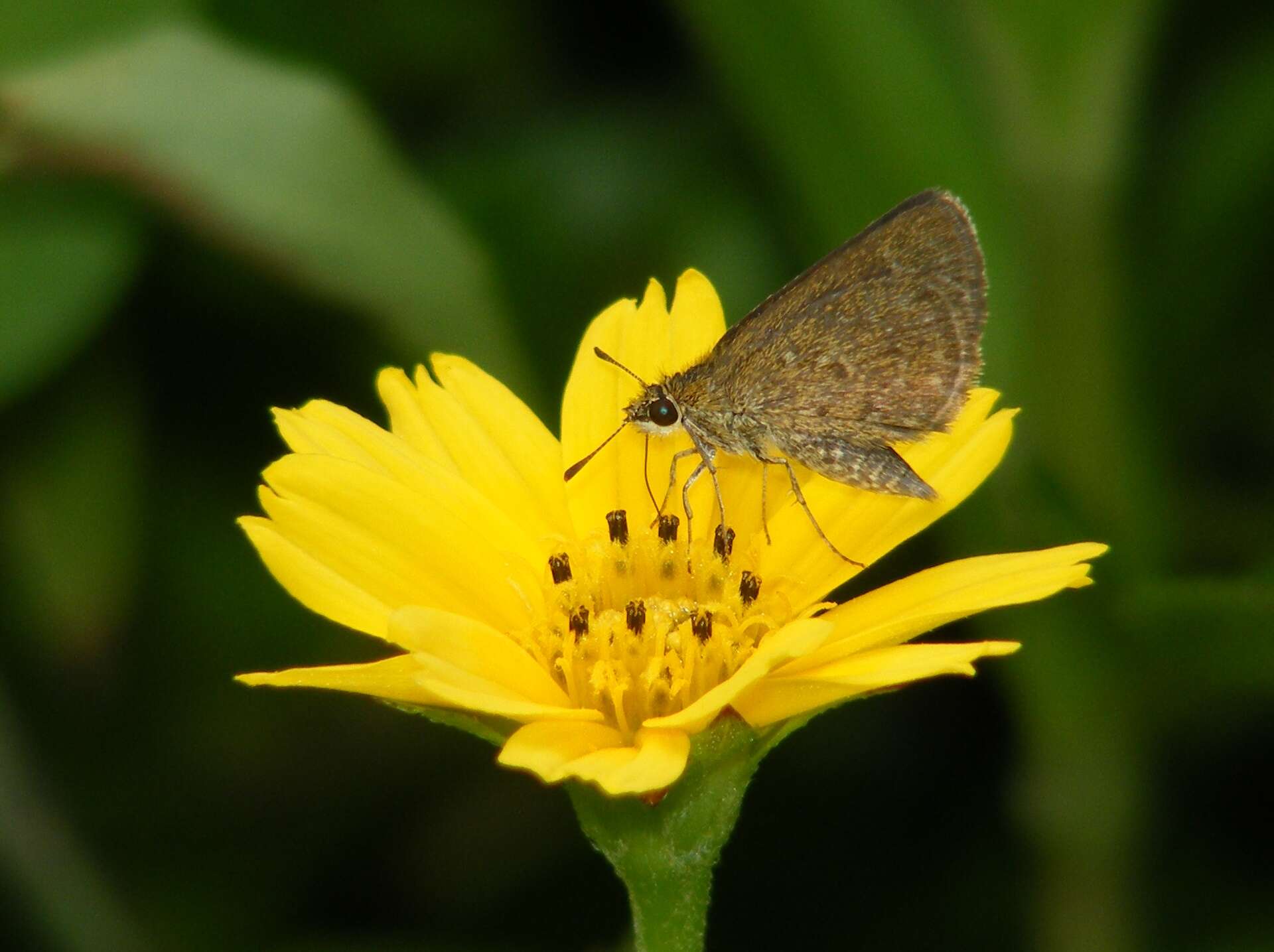 Image of Scrub Hoppers