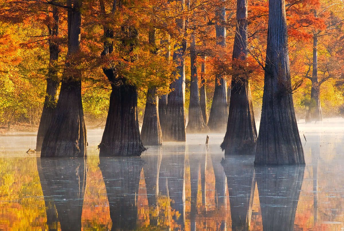 Image of Bald Cypress