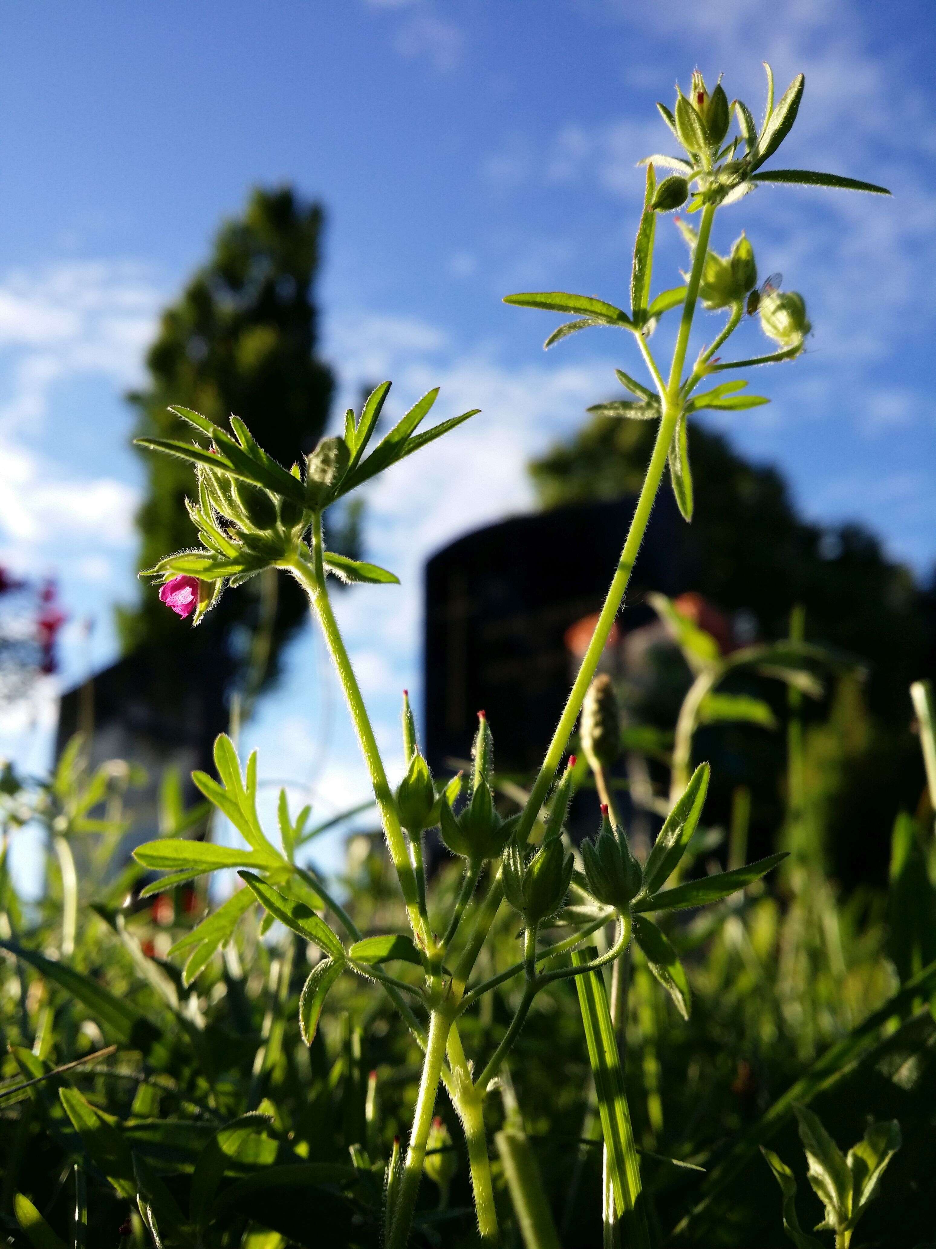 Plancia ëd Geranium dissectum L.