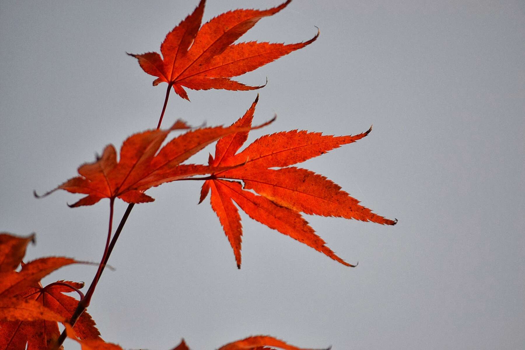 Image of Japanese maple