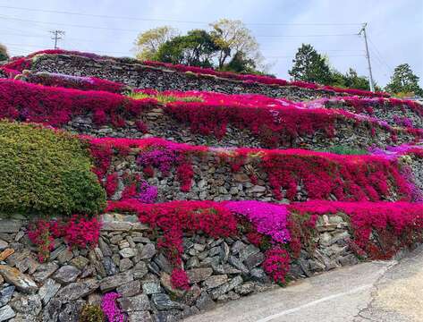 Image of moss phlox