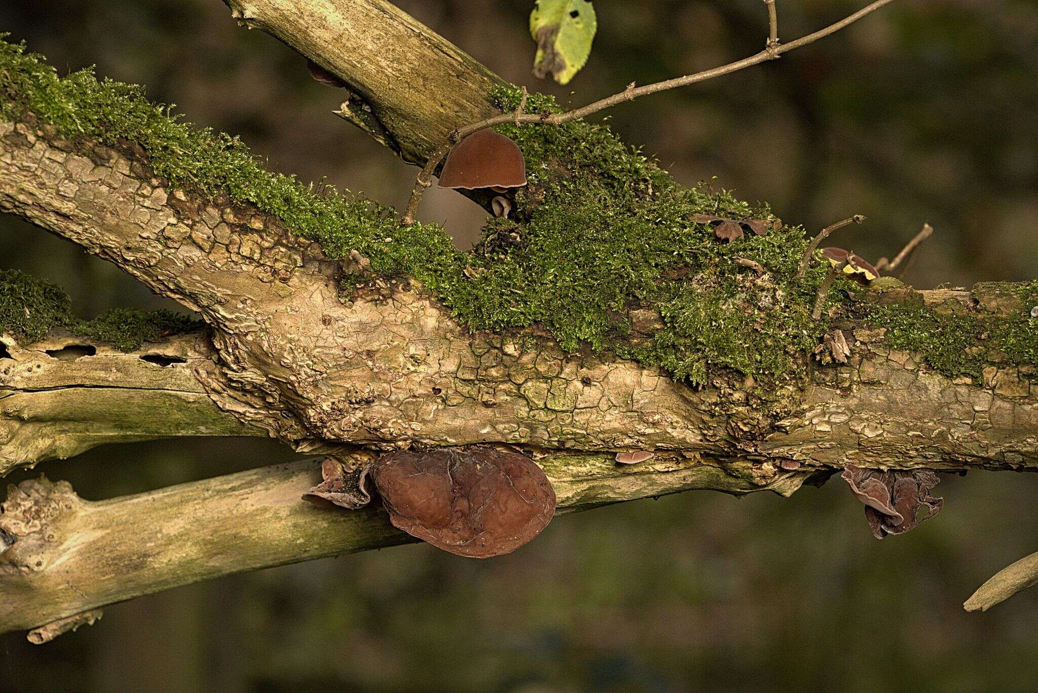 Image of ear fungus