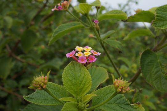 Image of lantana