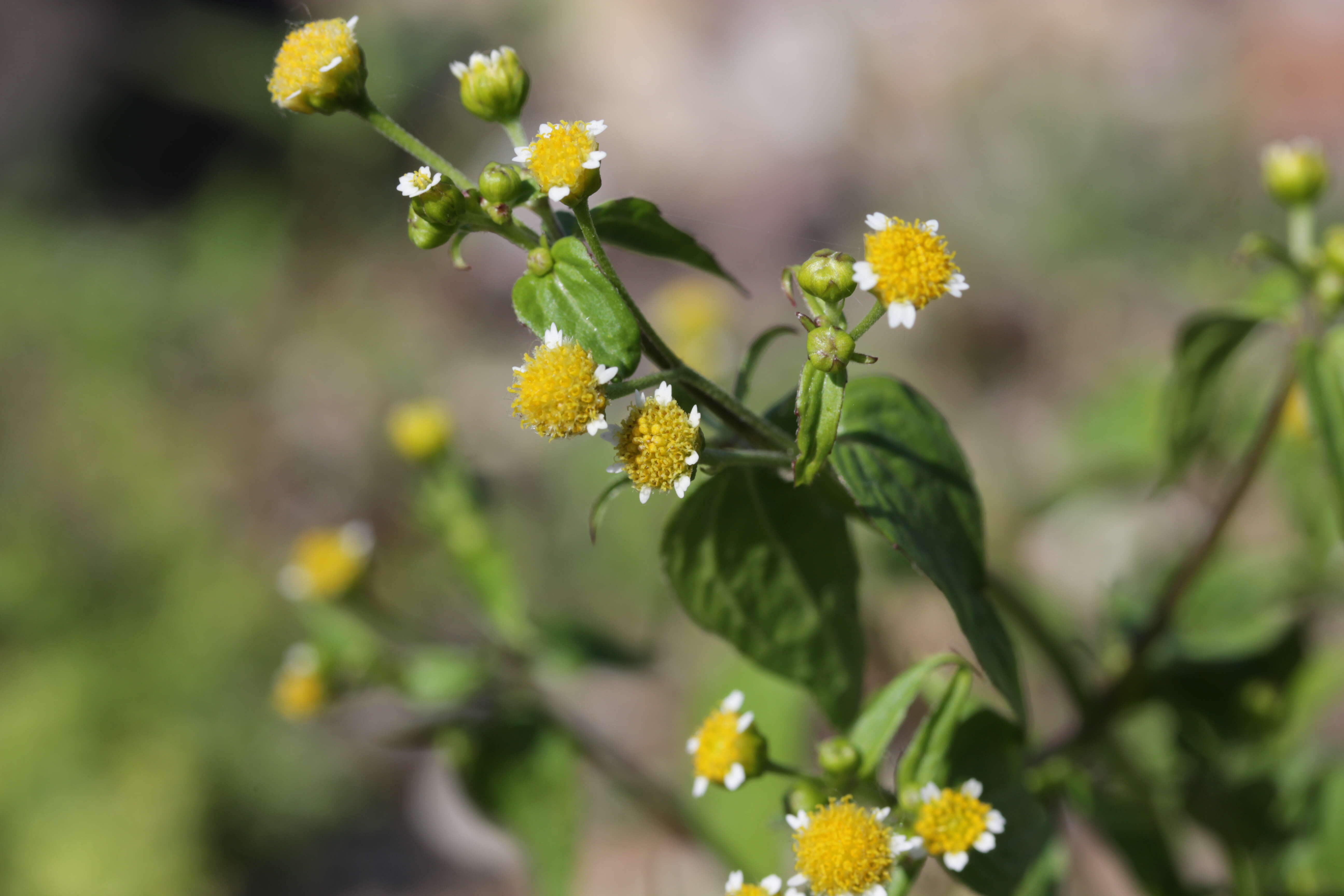 Galinsoga parviflora Cav. resmi