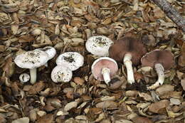 Imagem de Agaricus californicus Peck 1895