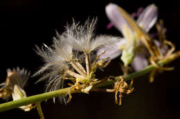 Image of brownplume wirelettuce