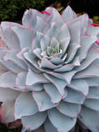 Image of Echeveria cante C. Glass & M. Mendoza-Garcia