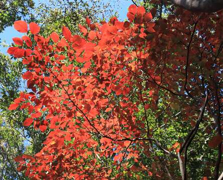 صورة Neoshirakia japonica (Siebold & Zucc.) Esser