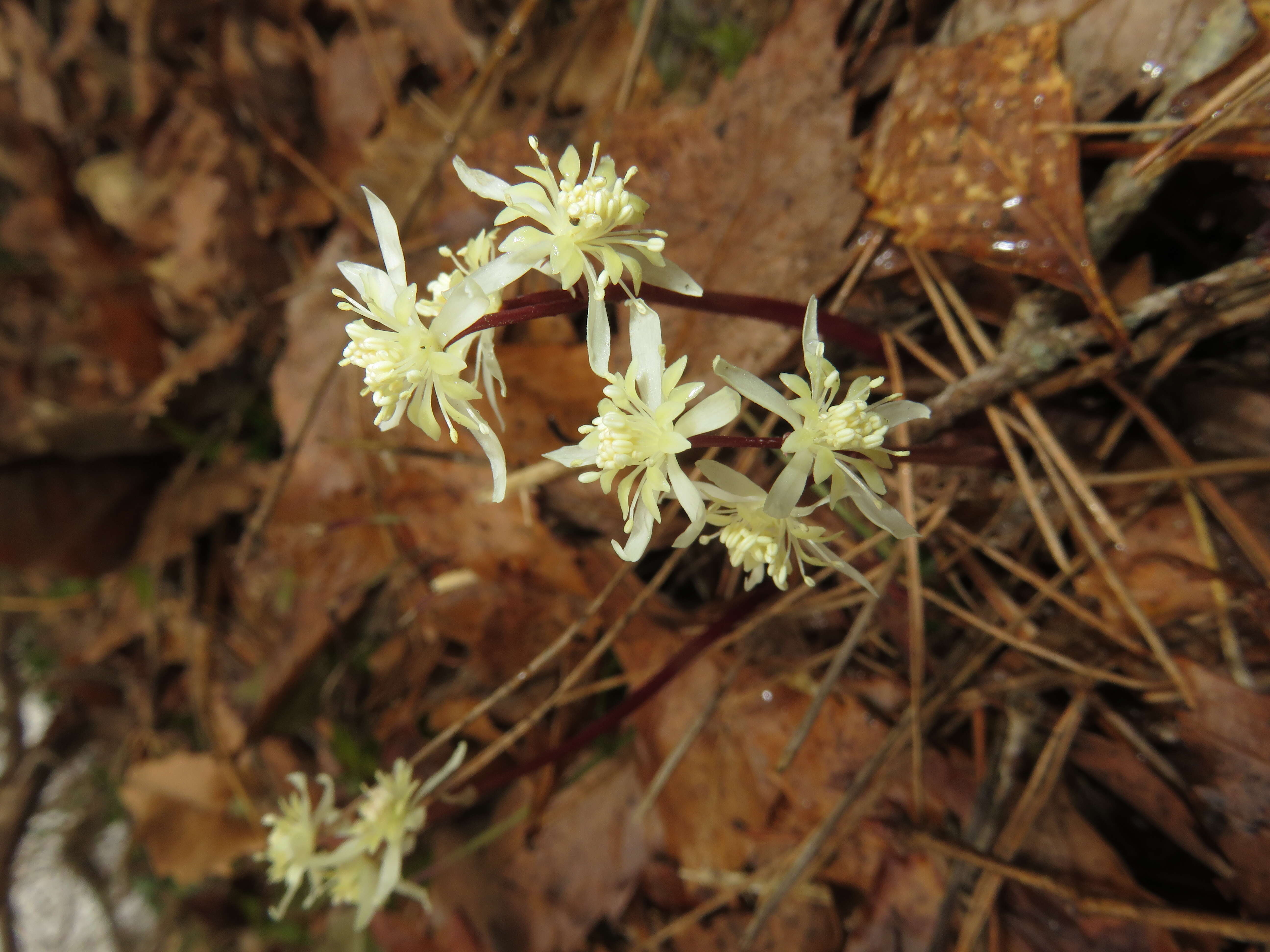 Image de Coptis japonica (Thunb.) Makino