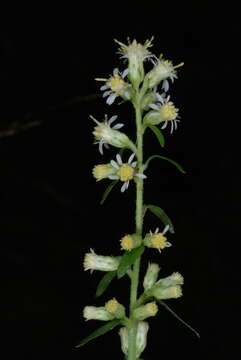 Solidago bicolor L. resmi